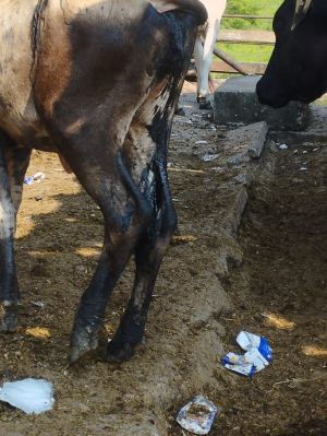 Fuga de hidrocarburo lleva meses en comunidad de Papantla