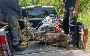 Capturan cocodrilo en comunidad de Tihuatlán