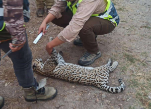 Cachorro de jaguar atropellado y muerto; sobre la Carretera 180