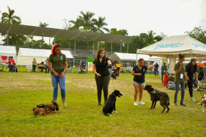 Realizarán en Poza Rica pasarela de animales rescatados