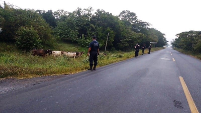 ¡Recuperan ganado robado!